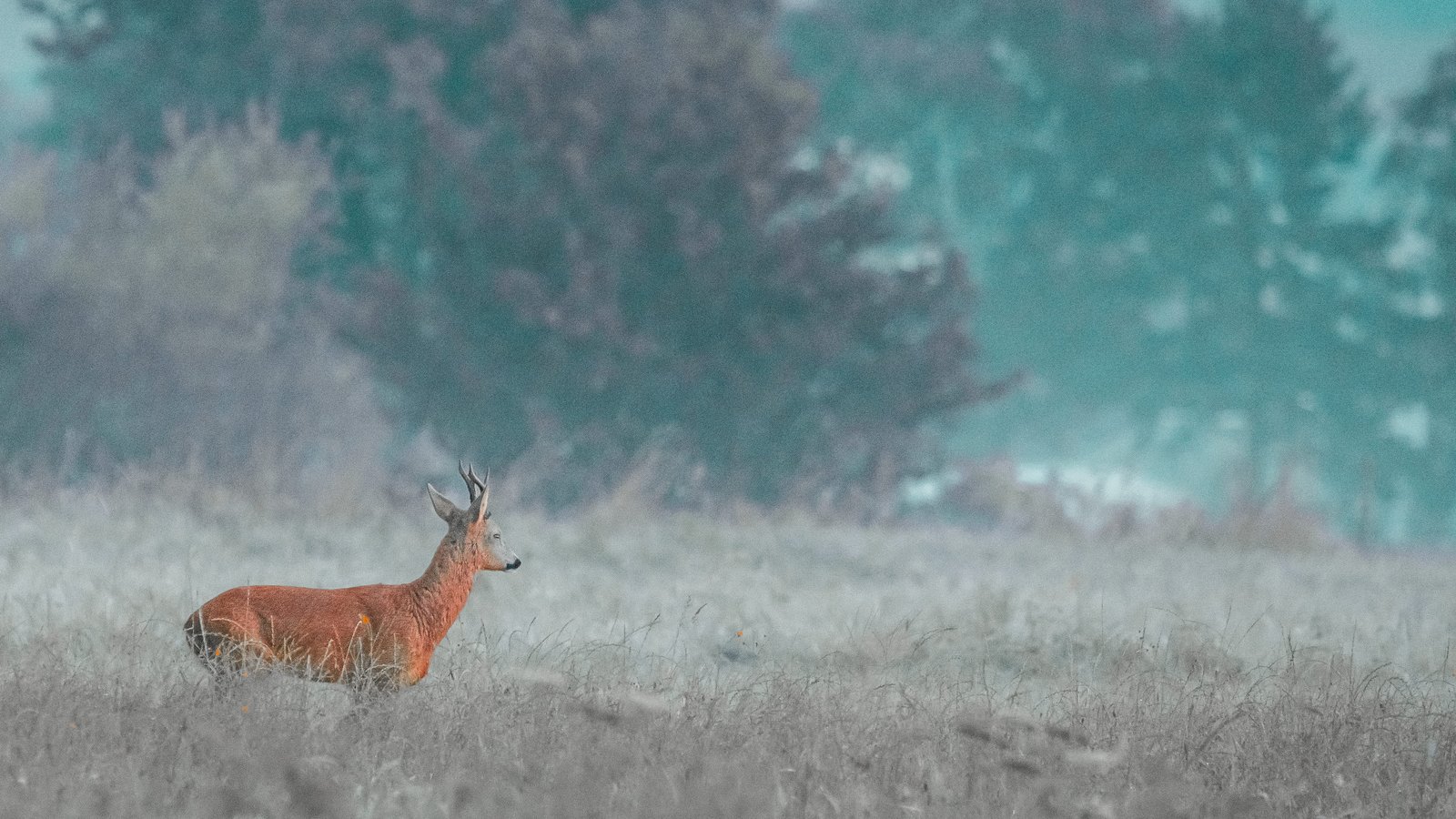 Reh in einer grünen Wiese