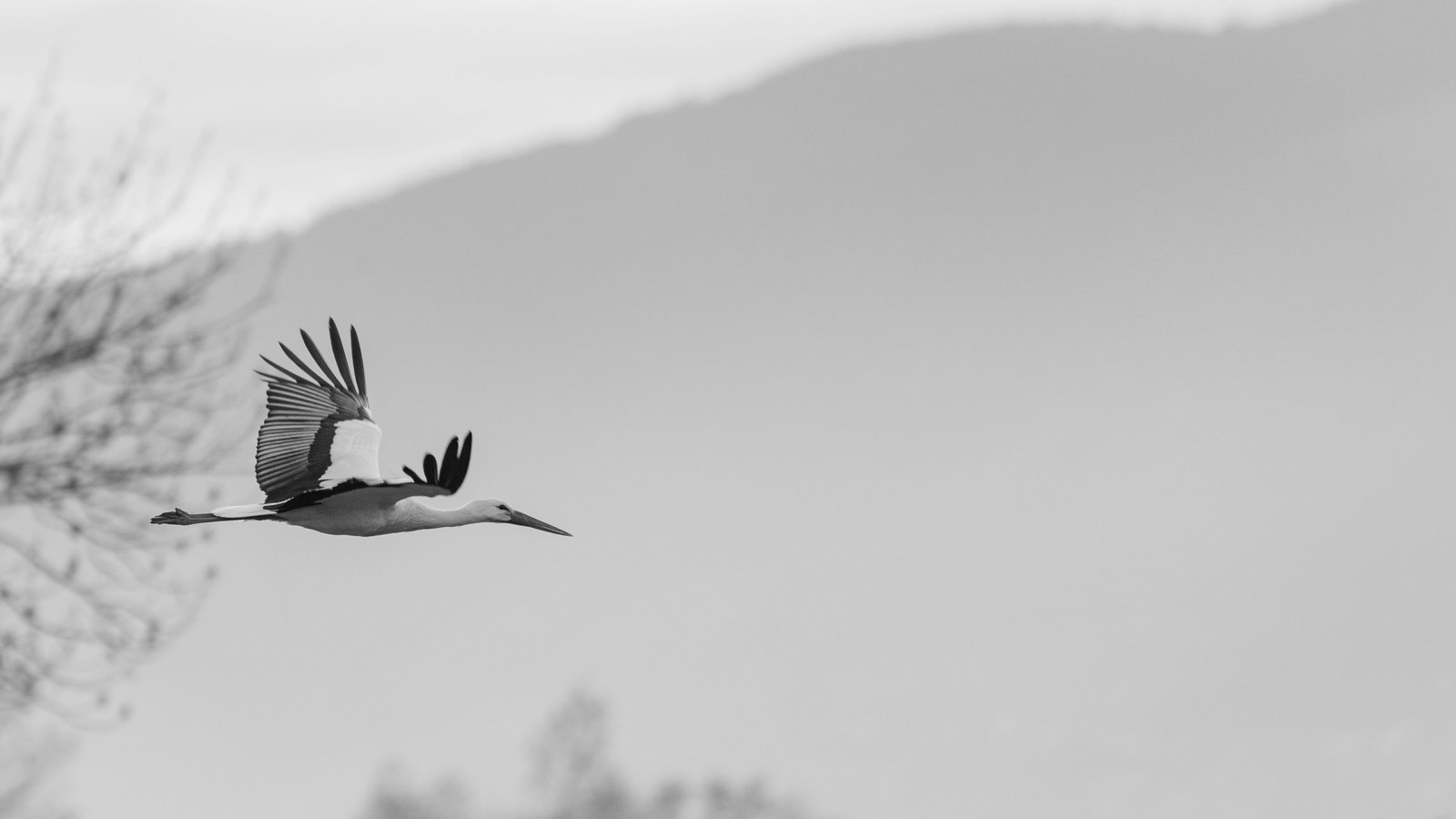 Storch in der Landschaft