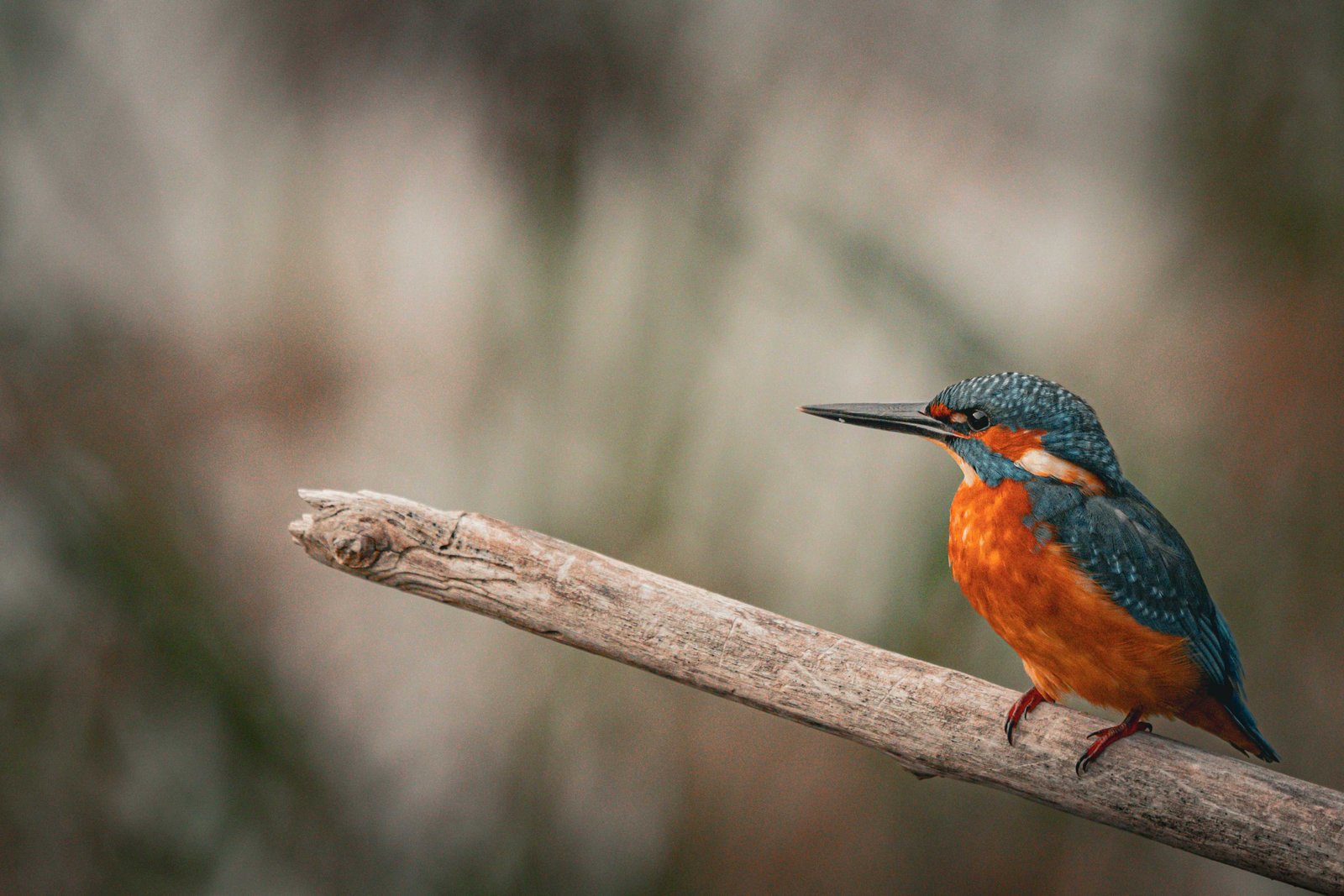 Blau-oranger Eisvogel auf einem Ast vor unscharfem Hintergrund