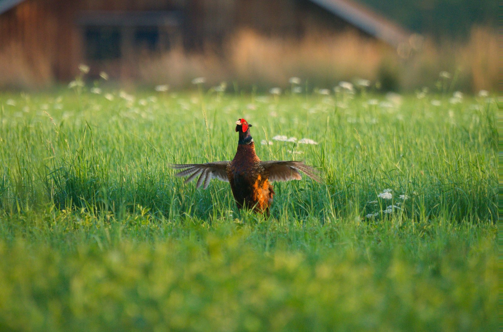 Fasan im Gras