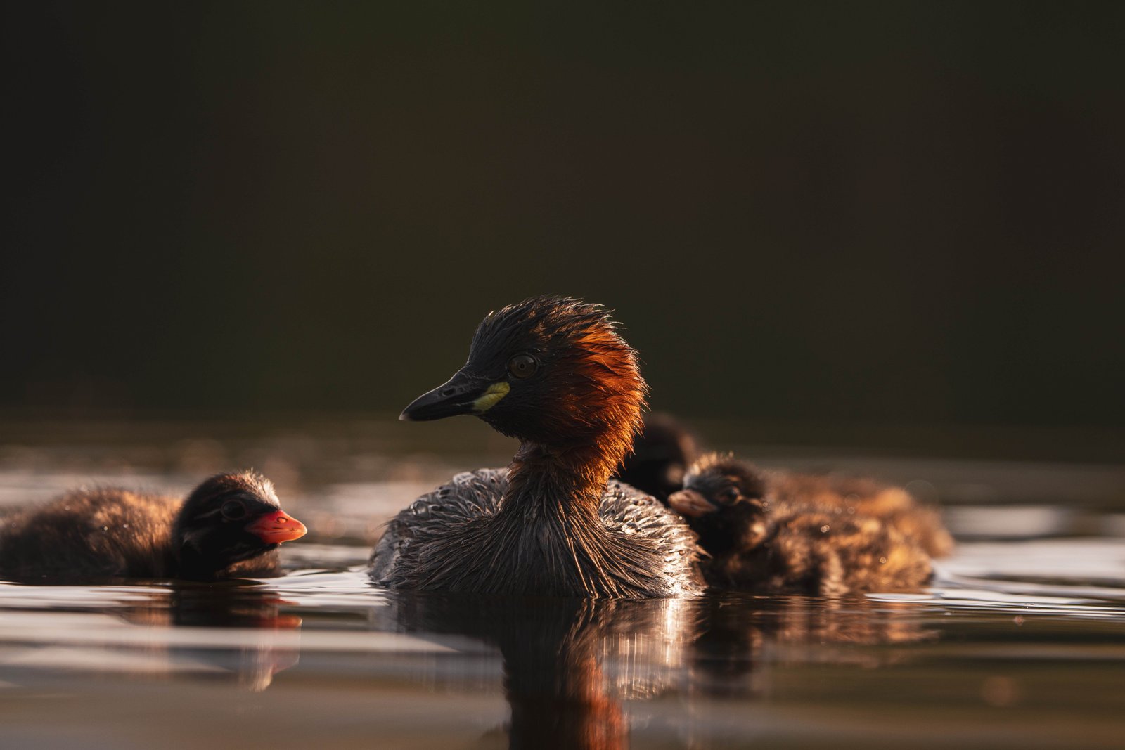 Wasservogel auf einem See