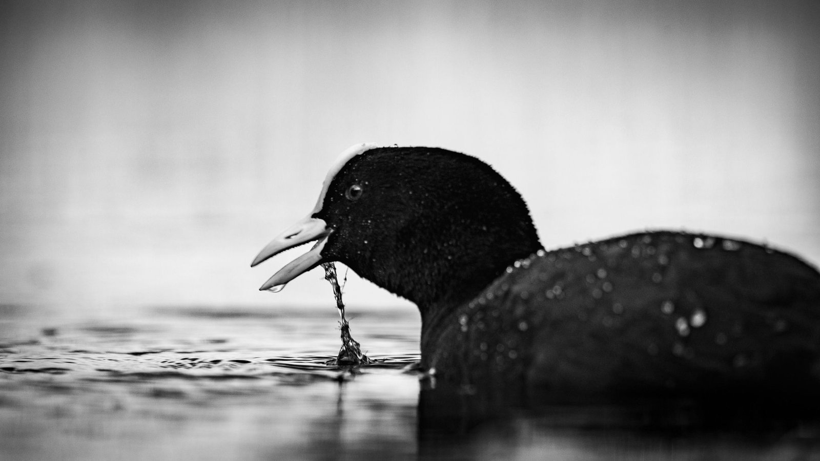Wasservogel auf ruhigem Wasser
